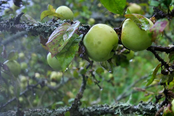 Кинув Ять Шість Років Тому Сад Яблук Більшість Екологічно Здорових — стокове фото