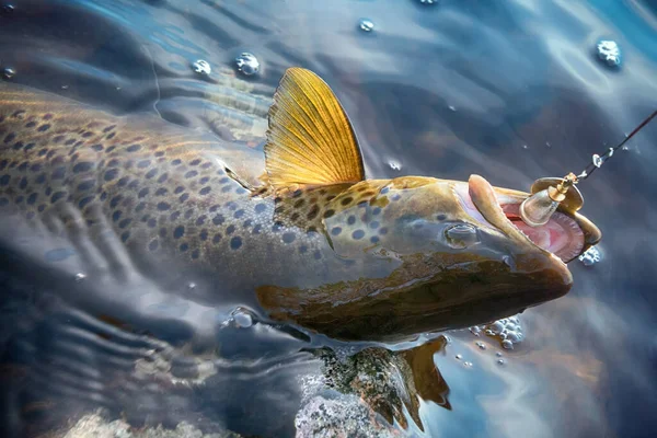 Spinning Pesca Pesca Señuelo Trucha Los Lagos Escandinavia Trucha Arroyo — Foto de Stock