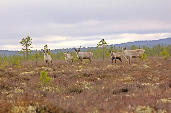 Sobí Ostražitost Když Hrozí Nebezpečí Pět Jelenů Vysoké Bažině Laponsku — Stock fotografie