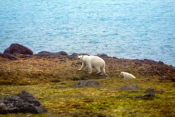 Polar Bears Franz Joseph Land Hembra Con Divertido Cachorro Regordete —  Fotos de Stock