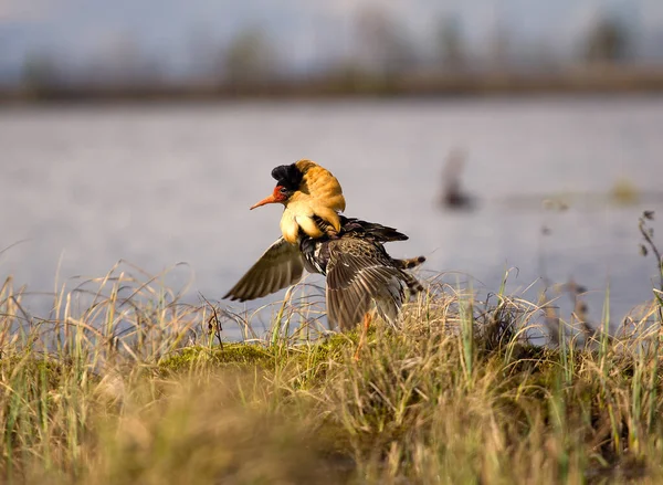 Paarungsverhalten Männliche Halskrause Ist Einem Zustand Der Eigenwerbung Vögel Entfalten — Stockfoto