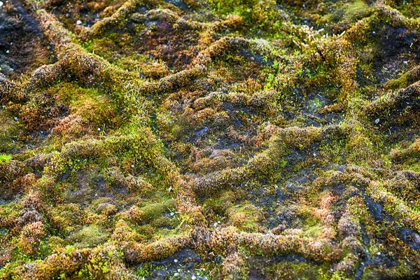 Věda Ekologie Mojžíš Většina Severních Rostlin Světě Mesh Vegetace Jemné — Stock fotografie