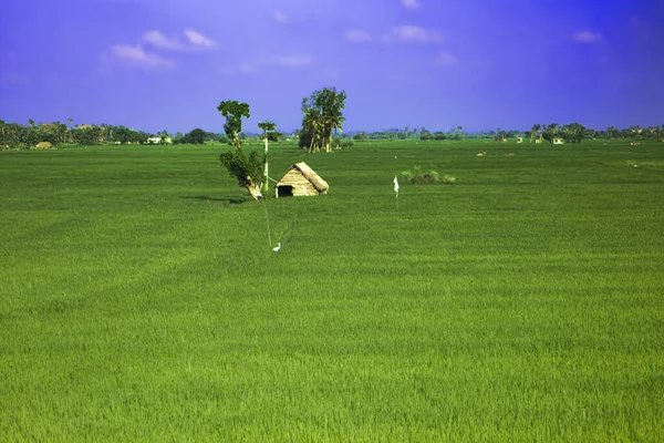 인도의 현장입니다 수확고 — 스톡 사진