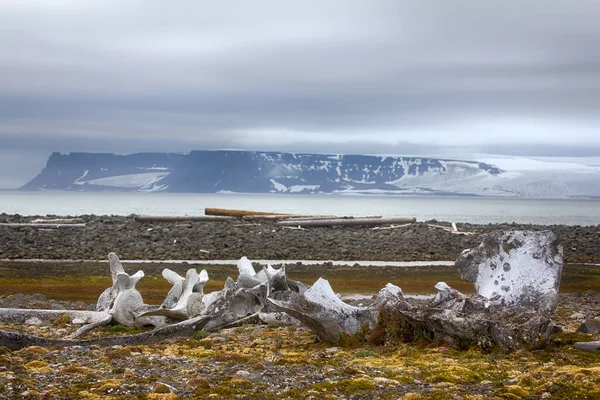 Exotic Arctic Arctic Adventure Time Travelling Huge Bones Ancient Whales — Stock Photo, Image