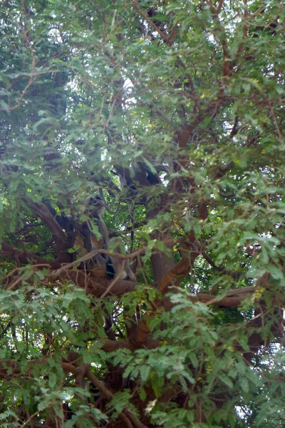 Flying soldiers of monkey God Hanuman 1. Bunch of monkeys (entellus langur, hanuman langur, Presbytis entellus) got the branchy tree