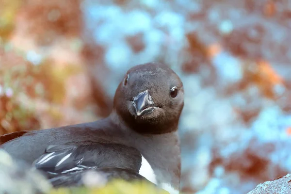 Oiseaux Mer Extrême Arctique Nord Petite Sous Espèce Auk Spéciale — Photo