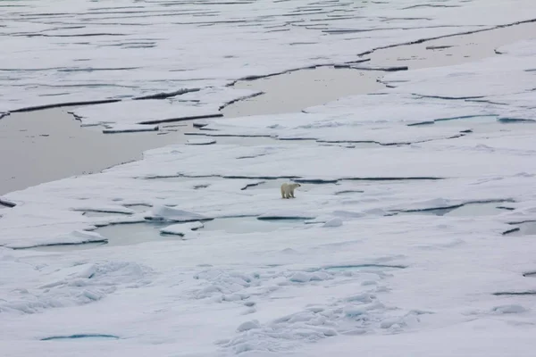 Полярний Ведмідь Біля Північного Полюса Ведмідь Вирушає Океанські Експансії — стокове фото