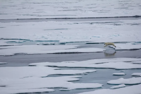 Oso Polar Cerca Del Polo Norte Grados 2016 Comportamiento Caza — Foto de Stock