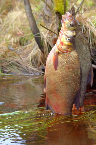 Frischer Fisch Und Alte Konservierungsmethoden Brassen Brassen Abramis Brama Gefangen — Stockfoto