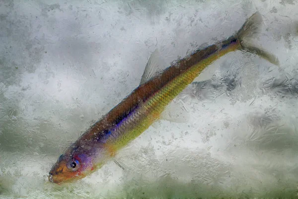 Winter Background Frozen Fish Underwater Shootings Baltic Smelt Osmerus Eperlanus — Stock Photo, Image