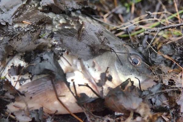 恶劣的环境 一条死了的大鱼躺在岸上 — 图库照片