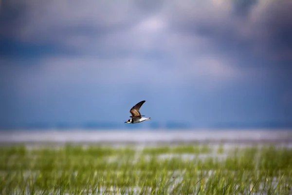 Zwarte Stern Chlidonias Nigra Jong Verzamelt Voedsel Overstromingsvlaktes Moerassen Overheerst — Stockfoto