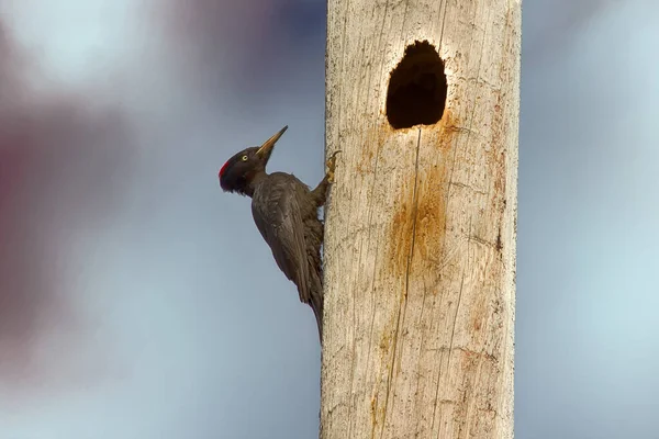 Daño Aves Líneas Eléctricas Bionomía Pájaro Carpintero Negro Dryocopus Martius —  Fotos de Stock