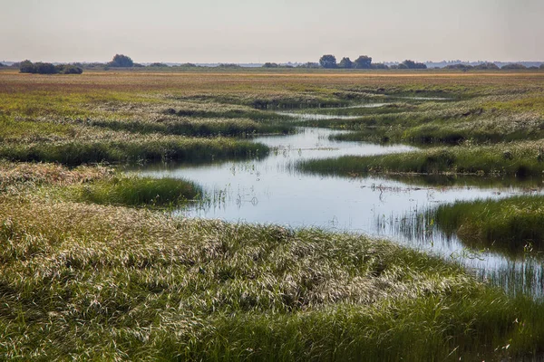 Lyxig Sommaräng Silvriga Strålar Sommarsol Liten Flod Het Dimma — Stockfoto