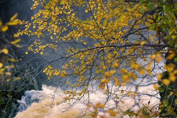 Herbst Gelbe Blätter Wasserfall Hintergrund — Stockfoto