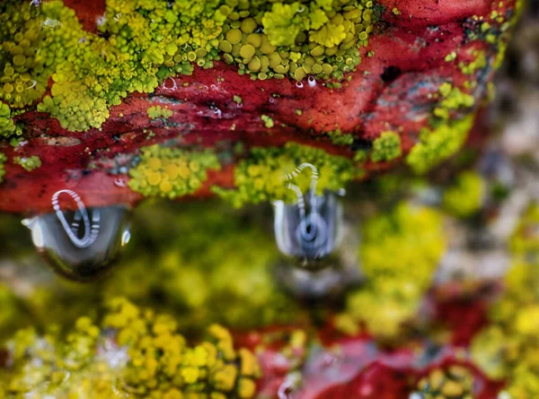 Pozadí Makro Povrch Kamene Lišejníků Kapek Vody — Stock fotografie