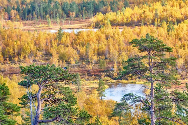 Schöne Aussicht Auf Die Nördliche Natur Goldenen Herbst Seengebiet Mit — Stockfoto