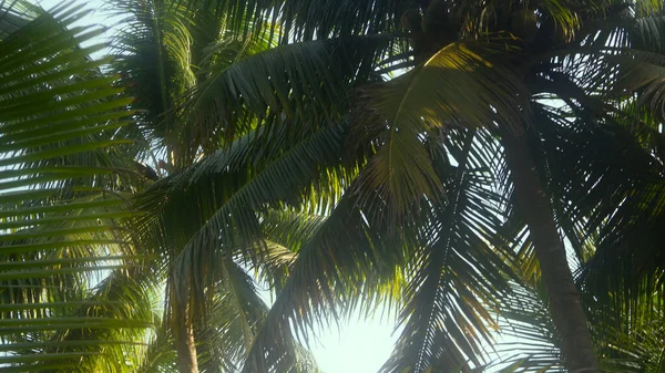 Coconut Trees Winter Crown Tropical Tree — Stock Photo, Image