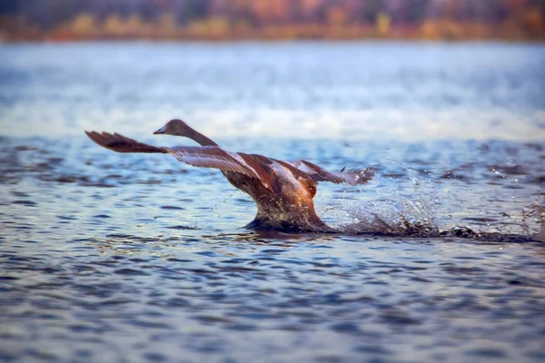 Whooper Swan Pesa Hasta Kilogramos Muy Difícil Despegar Del Agua —  Fotos de Stock