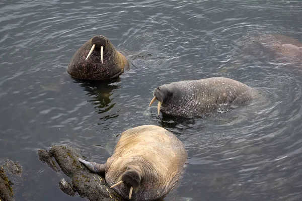 Drei Atlantische Walrosse Flachen Wasser Der Barentssee Einer Brüllt Und — Stockfoto