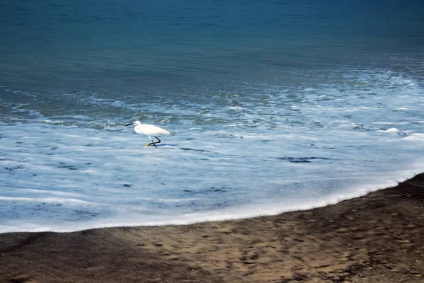 典型的印度鸟类在典型的生物群13 孟加拉湾海岸的海鸟小鹰 Egretta Garzetta 和绿岸 Tringa星云 — 图库照片