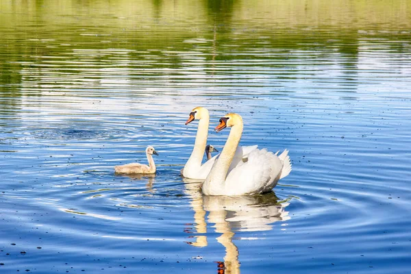 Pair Mute Swans Cygnus Olor Downy Chicks Ugly Ducklings Lake — Stock Photo, Image