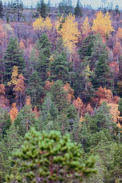 Automne Doux Forêt Automne Tremble Automne Doré Bouleau Triste Beauté — Photo