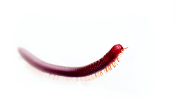 Biofysica Hogesnelheidstreinen Lichaamsstroom Centipede Snel Geïsoleerd India Kerala — Stockfoto