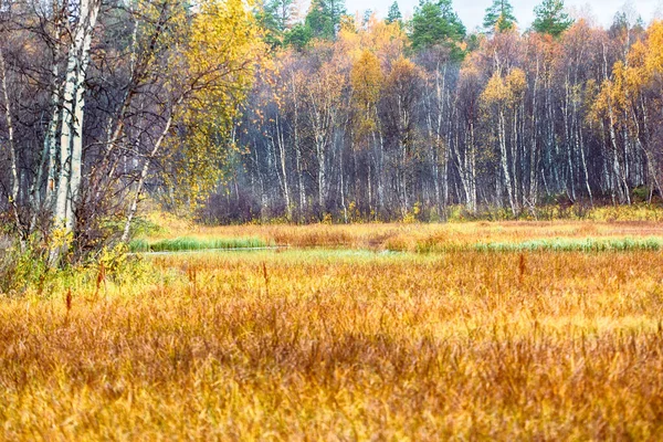 Herbstwald Und Moor Der Taiga Zone Waldrand Waldrand Skandinavien Lappland — Stockfoto