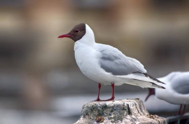Birds in city have dual meaning. On one hand is aesthetic object, on other they scream and shit (harmful animals). Black-headed gulls on background of houses and cars, fence waterfront