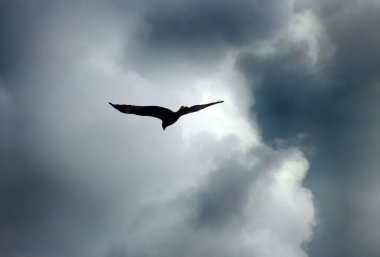 Özgürlüğün sembolü olarak gökyüzündeki kuş serbest kalmalı. Yağmur bulutları gelmeden önce arka planda yırtıcı kuş (uçurtma)
