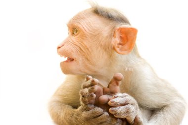 Hint makakları. Macaca radyatörü. Beyaz arka planda vahşi hayvan primatları. Bir hayvan bir maymundur. Pençeye odaklan.