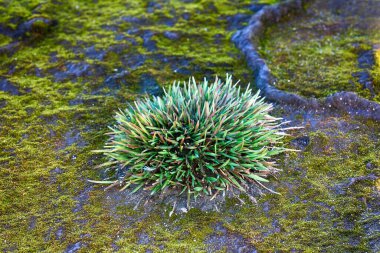 Bilim, ekoloji. Kuzey Kutbu 'nun dirençli bitkileri. Yoğun formda, Phippsia Algida 'nın küme (polster bitkisi) yapısı, buz çiğ yosunlarının kötü topraklara nüfuz etmesini engeller. Fransa Joseph