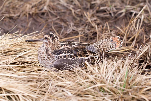 Bird Common Snipe Gallinago Gallinago Bažině Pohled Shora — Stock fotografie