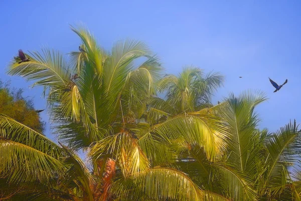 Huge Number Indian House Crows Some Kites Gathered Palm Grove — Stock Photo, Image