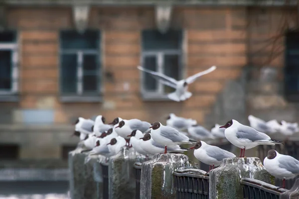 Birds City Have Dual Meaning One Hand Aesthetic Object Other — Stockfoto