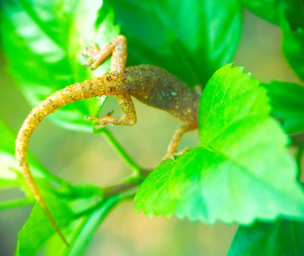 Tropical House Gecko Sur Feuille Verte Kerala — Photo