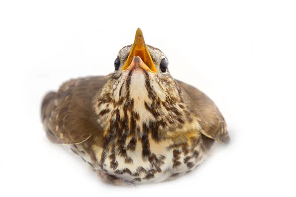 Mavis Turdus Philomelos Closeup Portrait Marriage Interaction Female Pose Nestling — Stock Photo, Image