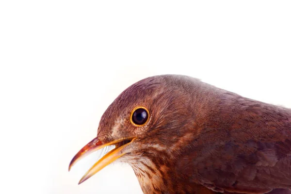 黑鸟歌唱得很好听 看到Merle Turdus Merula Wich的方法之一就是过着隐秘的生活 城市里的森林鸟 画龙点睛的雌鸟黑鸟 — 图库照片