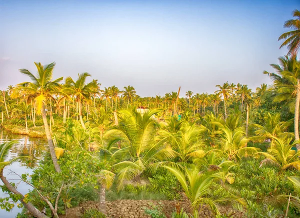 Kerala Backwaters Índia Paisagem Tropical Canais Cidades Sob Palmeiras — Fotografia de Stock