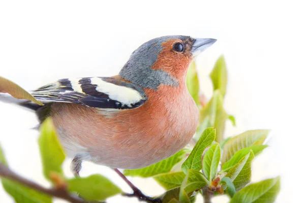 Chaffinch Okrajové Koelety Nejběžnější Pták Evropě Lesní Pták Pěnkava Hustý — Stock fotografie