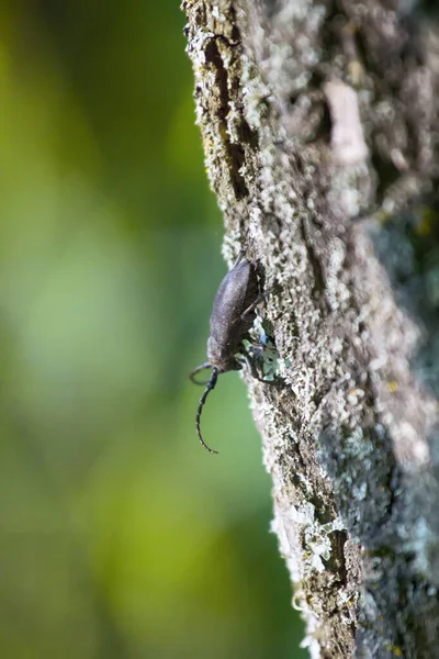 Escarabajo Cuerno Largo Arrastrándose Sobre Roble Escarabajo Fuerte Corteza Áspera —  Fotos de Stock