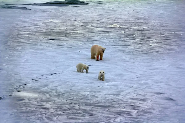 Polar bear near North pole. Never seen people and ships bear family (2 cubs) close to huge nuclear powered icebreaker. Female covered with blood of seal
