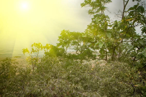 Проколювання Променів Сонця Тропічне Південне Сонце Буш Плато Деккан Набережній — стокове фото