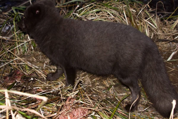 Les Renards Bleus Alopex Lagopus Semenovi Viennent Nuit Dévorer Les — Photo