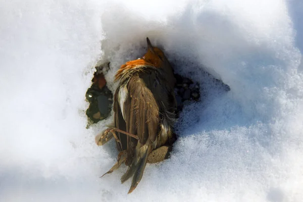 Насекомоядные Птицы Погибали Холодные Периоды Массового Питания Робин Erithacus Rubecola — стоковое фото