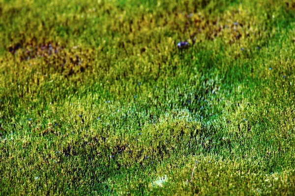 Moss Koberec Vytvořený Arktidě Nejsevernějších Hranicích Života Souostroví Země Franz — Stock fotografie