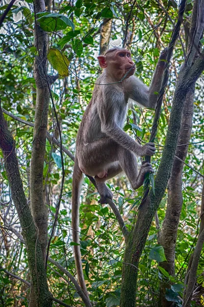 Macaques Indiens Saison Sèche Illustration Une Femelle Arboricole — Photo