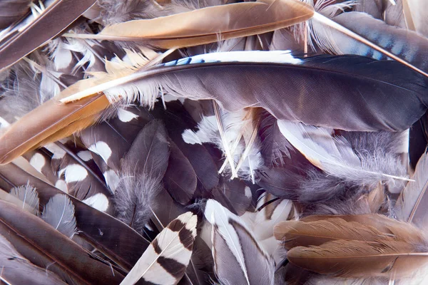 Background Feathers Birds Close — Stock Photo, Image