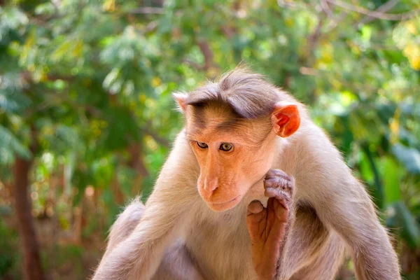 Indian Macaques Bonnet Macaques Lat Macaca Radiata Habitat Types Mountain — Stock Photo, Image